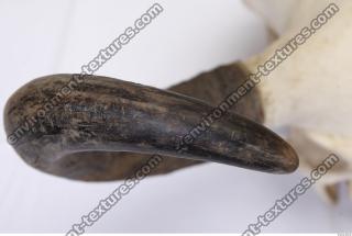 Photo Textures of Skull Antler